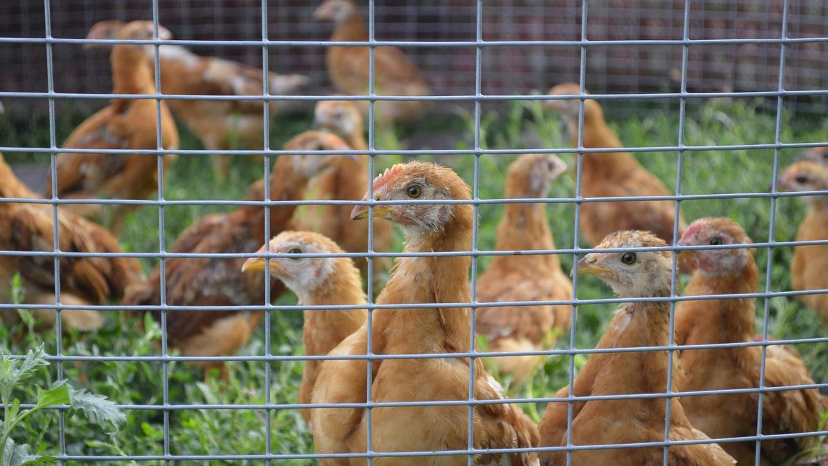 Grupa Konspol jest najbardziej zaawansowanym technologicznie producentem i przetwórcą kurczaka w Polsce.