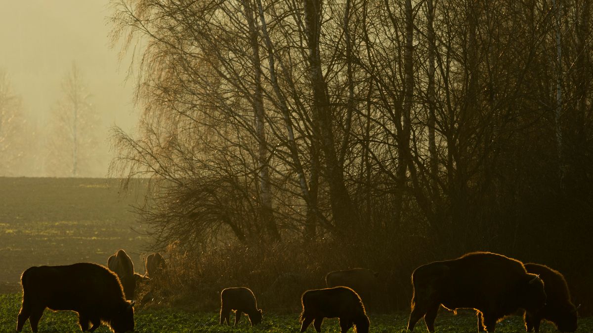 Majestatyczne żubry o zachodzie słońca 1