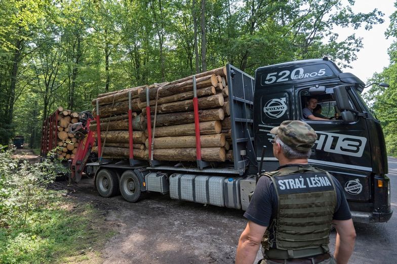 Ministerstwo Środowiska mimo decyzji Trybunału nie wstrzymało wycinki
