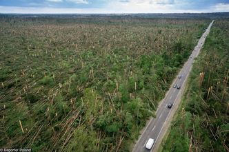 "To największa katastrofa w dziejach Lasów Państwowych". Leśnicy szacują straty po nawałnicach