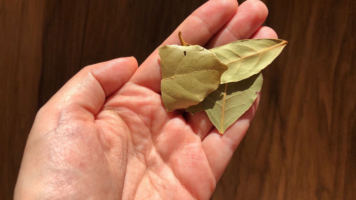 Liść laurowy pomoże ci uporać się z uciążliwym problemem
