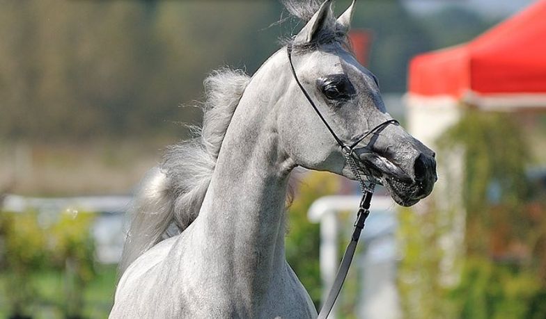 Konie arabskie znowu będą sprzedawane przez byłych szefów stadnin. Tym razem będzie to ich prywatny biznes.