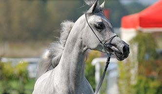 Byli szefowie stadnin koni organizują własną aukcję. Zaangażowani są wszyscy, których minister wyrzucił z pracy