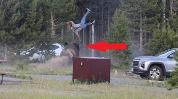 Wiadomo, jaki los spotka bizona. Nagranie ataku w Yellowstone obiegło świat