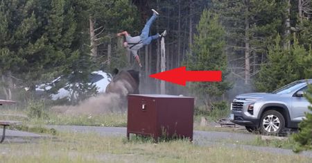Wiadomo, jaki los spotka bizona. Nagranie ataku w Yellowstone obiegło świat