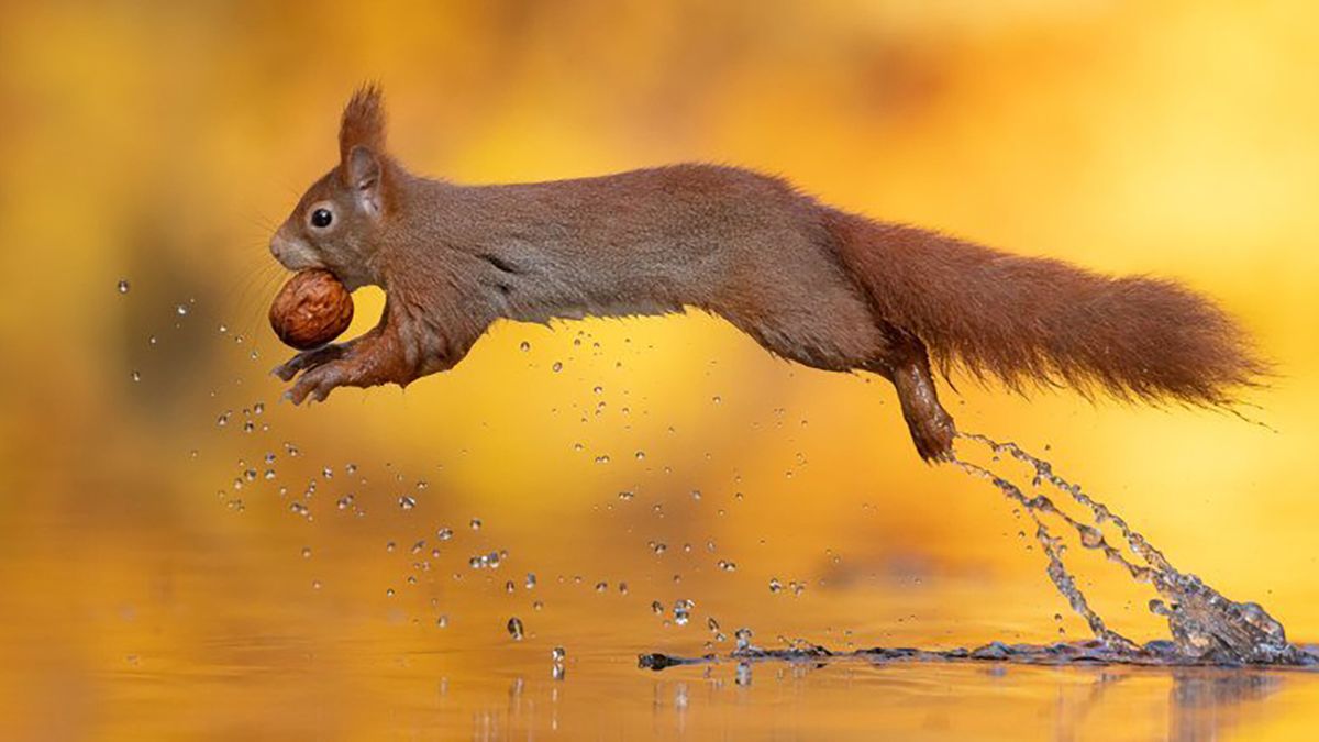 Urocza wiewiórka uchwycona w locie 1