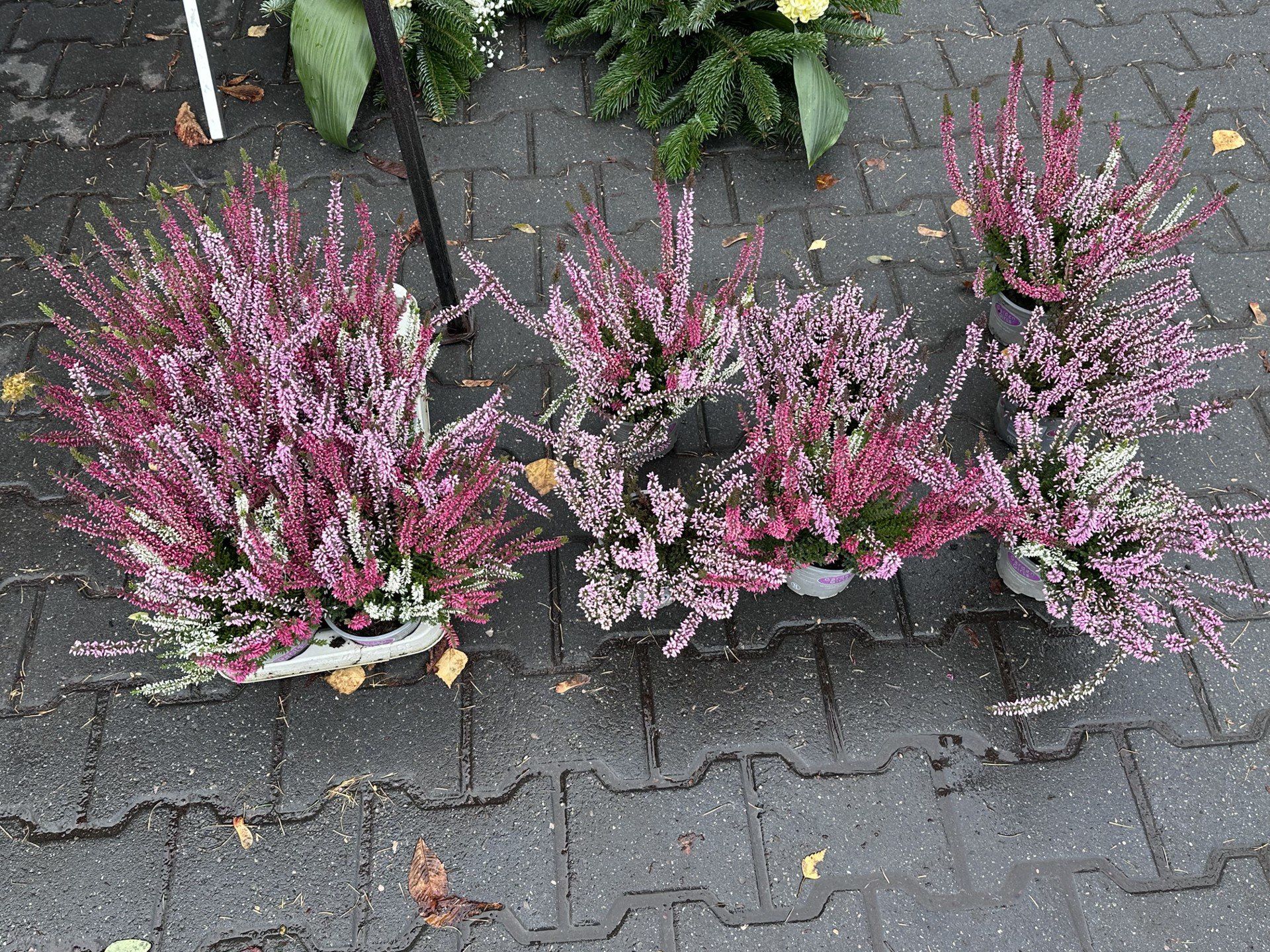 Znicze, wkłady, wiązanki sztuczne i żywe kwiaty. Zobaczcie, co można kupić przy kieleckim Cmentarzu Starym