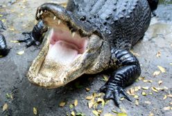 Aligator ukarał klienta baru. Przerażenie na Florydzie