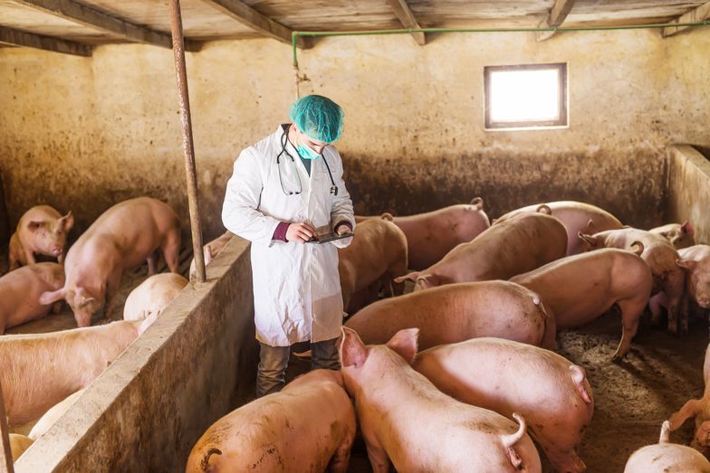 Czesi czepiają się polskich służb weterynaryjnych. Nowa odsłona wojny o żywność