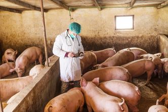 Polska stara się o pomoc KE dla hodowców świń w związku z ASF