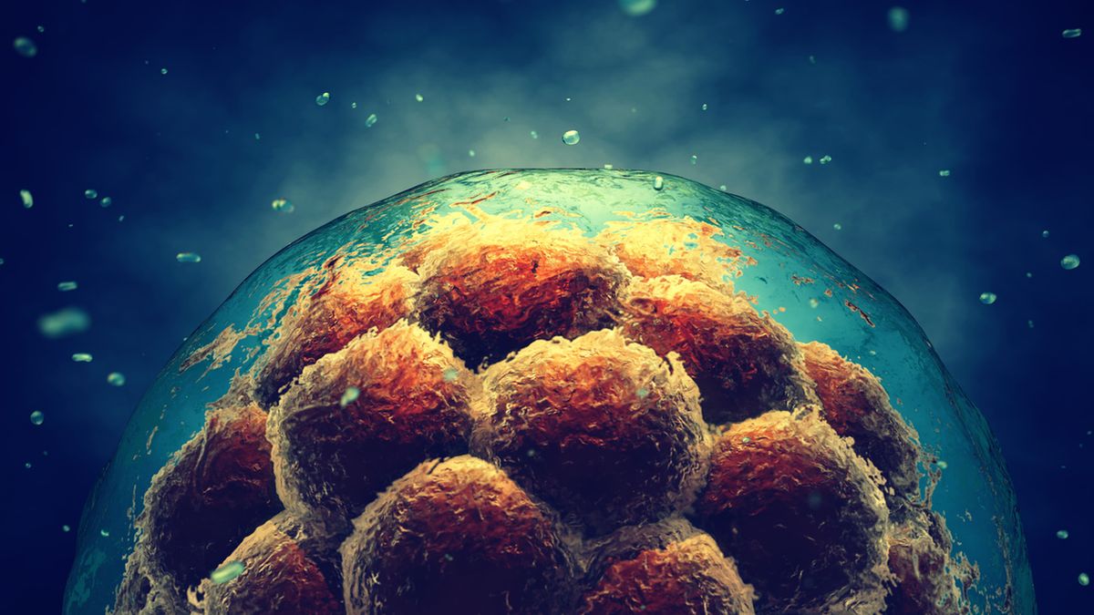 Morula i rozwój prenatalny człowieka