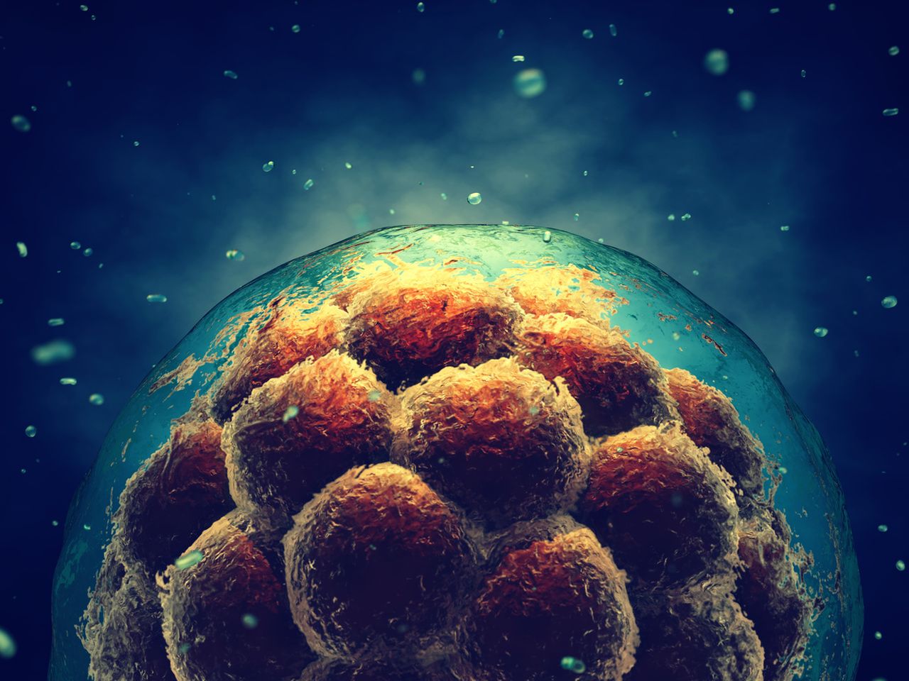 Morula i rozwój prenatalny człowieka