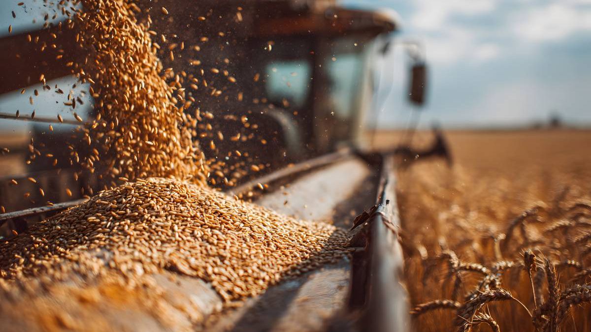 Nadpodaż na rynku zboża i rosnące ceny nawozów. 