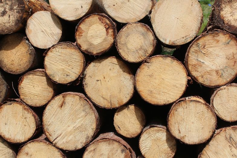 Grupa Paged zaprzecza, że w tym roku kupowała drewno z Puszczy Białowieskiej.