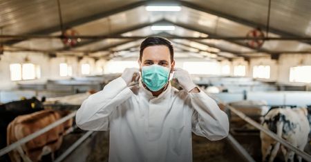 Alarm w sprawie mięsa. Weterynarze nie dostają wypłat
