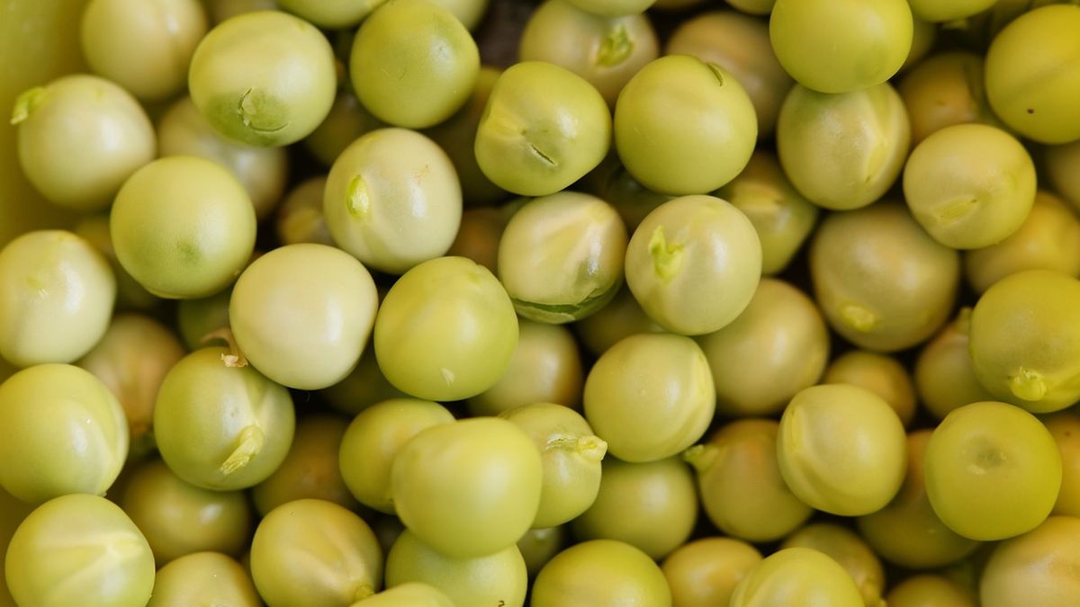 Gotowany mrożony zielony groszek z dodatkiem soli, odsączony