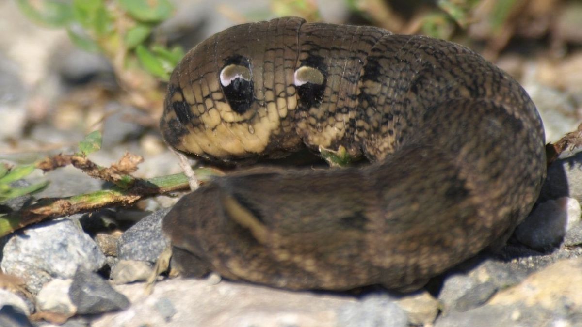 Gąsienica zmrocznika gładysza
