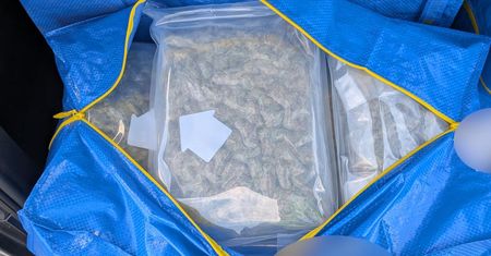 Marihuana za niemal 2 miliony złotych na tylnym siedzeniu. KAS przechwyciła przemyt na A2