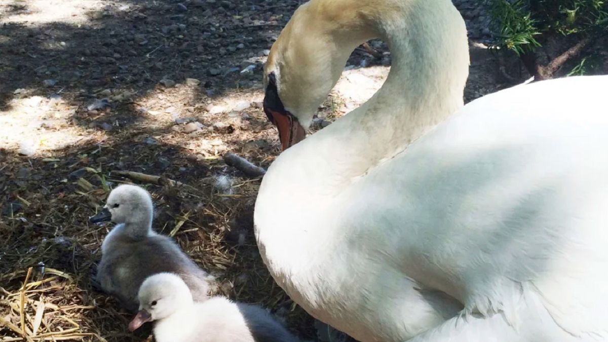 Trzech nastolatków porwało łabędzia.
