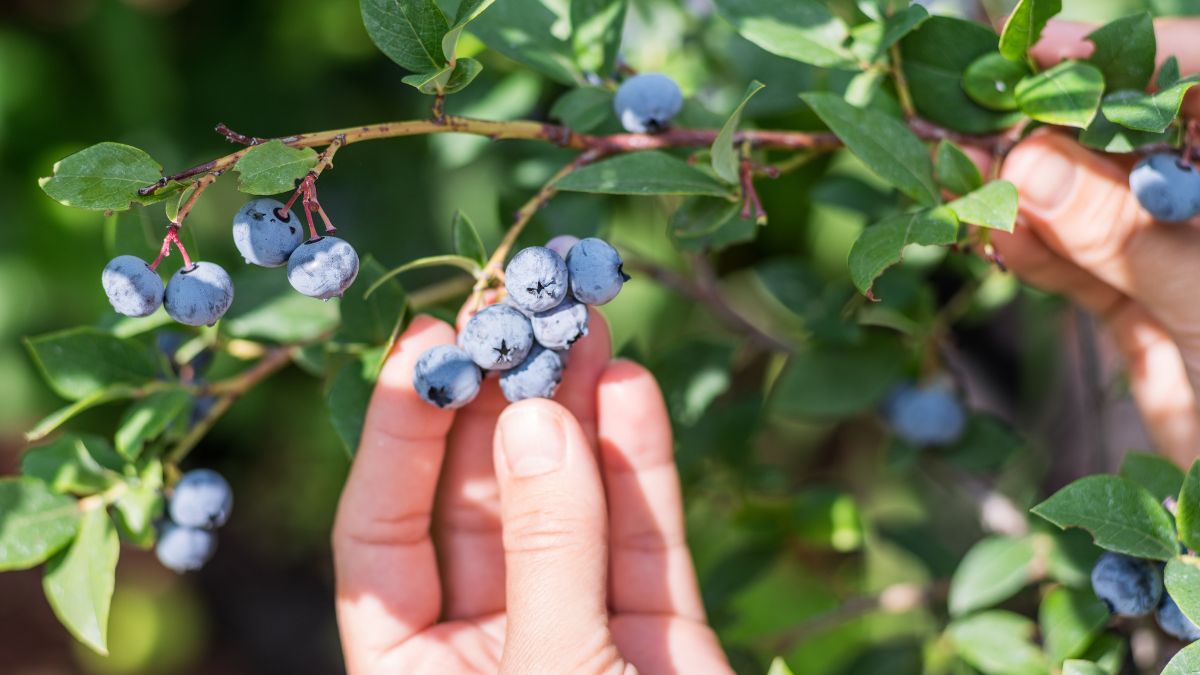 Borówki - Pyszności