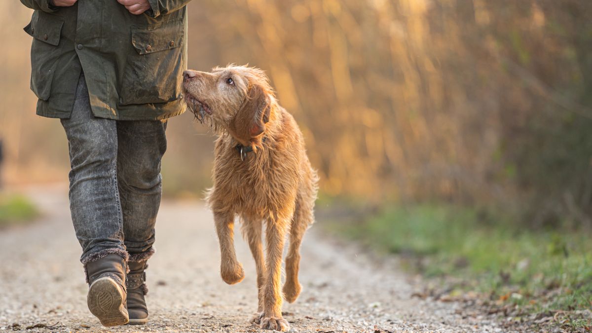 Spacer po lesie z psem bez smyczy może się skończyć mandatem do 5000 zł
