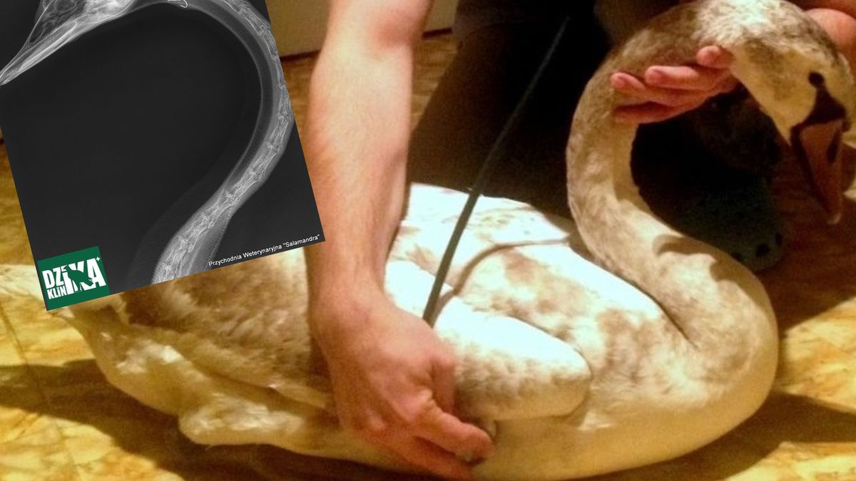 Pokazali zdjęcia rentgenowskie łabędzia, który połknął haczyk.