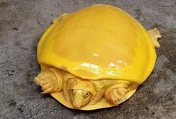 Niezwykła natura. W Indiach natrafiono na złotego żółwia