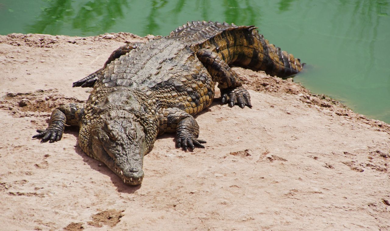 Crocodiles are found in Asia, Africa, both Americas, and Australia.