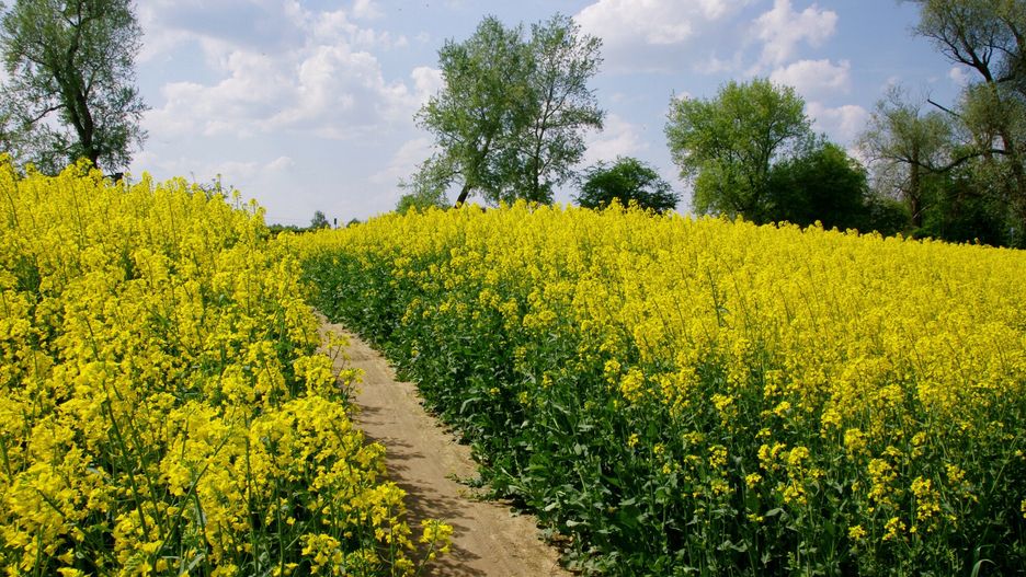 Plantatorzy o przymrozkach rzepaku