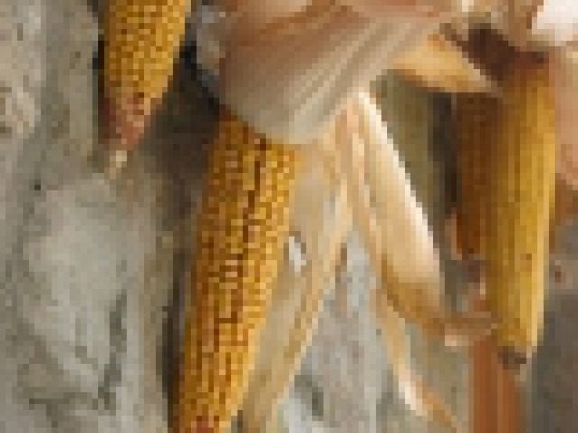 Nie zapominaj o kolbach kukurydzy