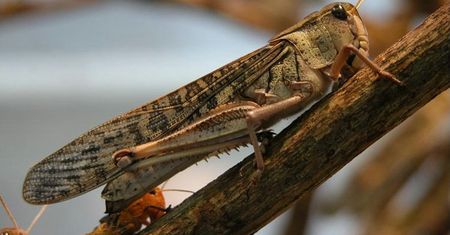 Najgorsza od ponad 60 lat plaga szarańczy na Madagaskarze