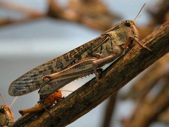 Najgorsza od ponad 60 lat plaga szarańczy na Madagaskarze