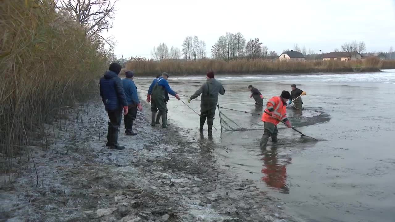 Święta tuż tuż. Karp też będzie droższy niż przed rokiem