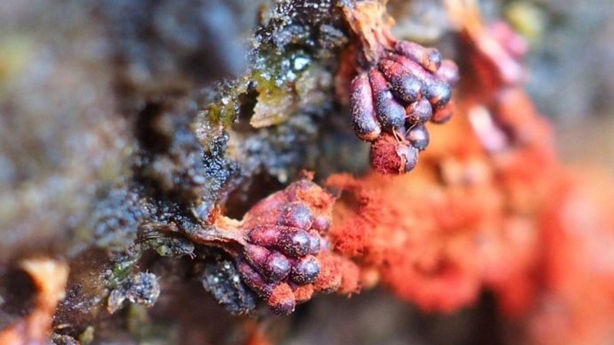 Lasy Państwowe pokazały zdjęcie