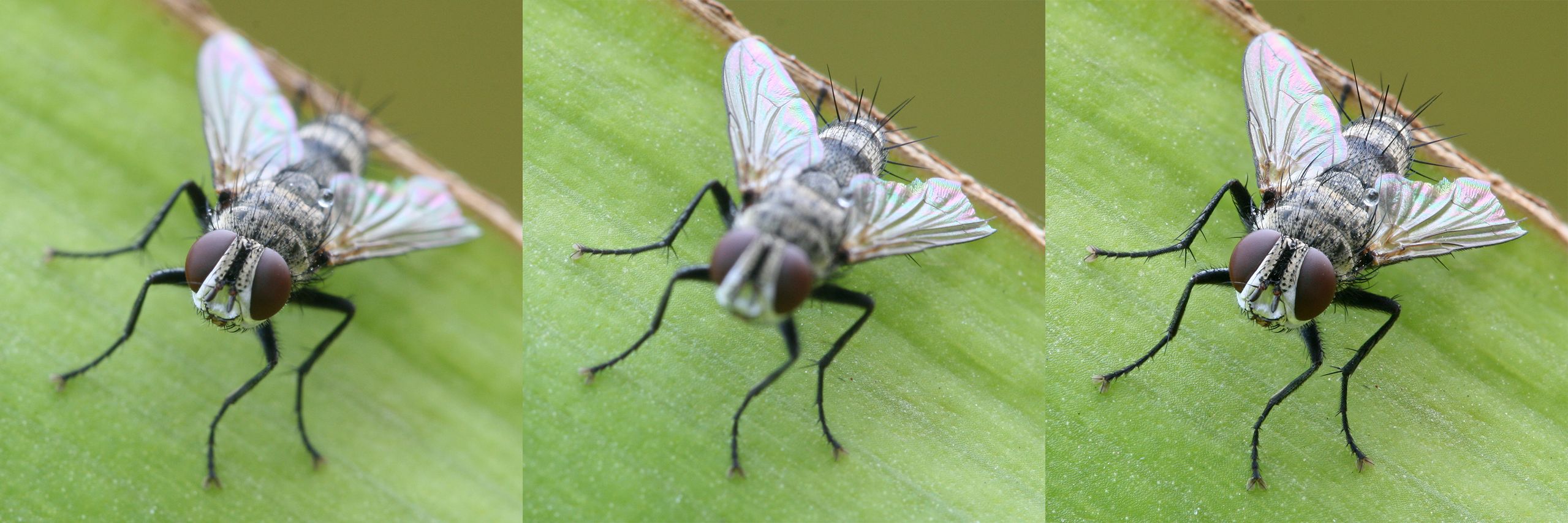 Co to jest focus stacking i jak działa w smartfonie? 2