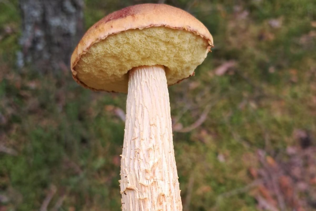 Coraz częstszy w polskich lasach. Przebadano jego wpływ na organizm