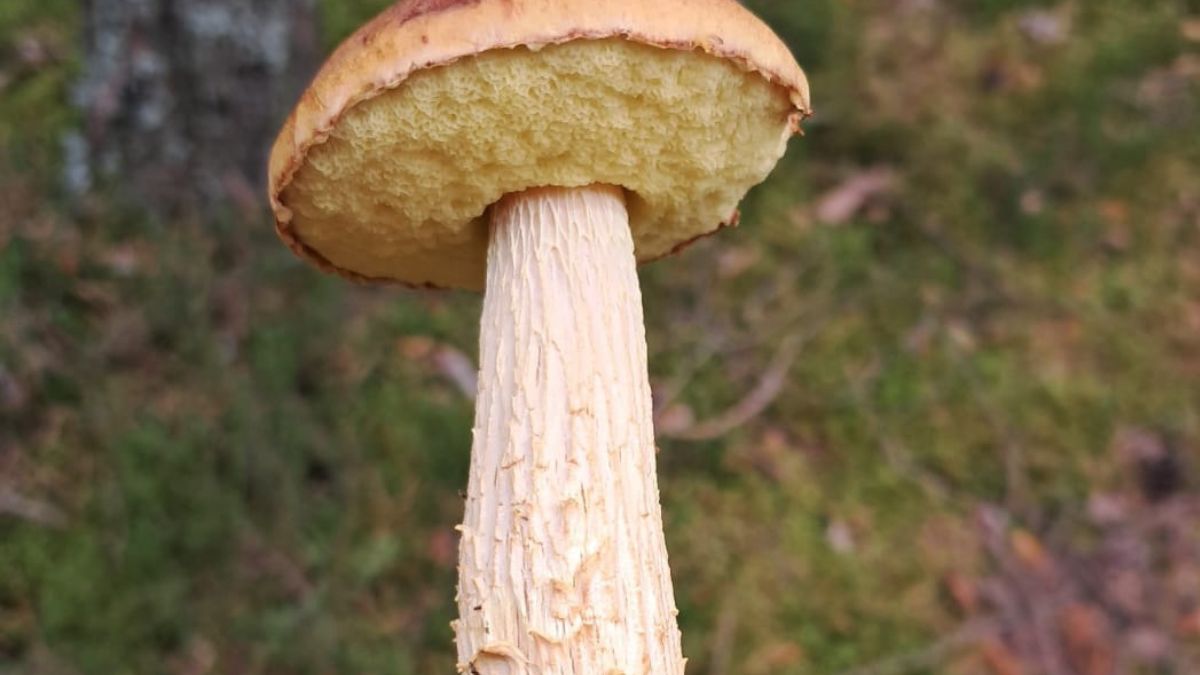 Borowik amerykański