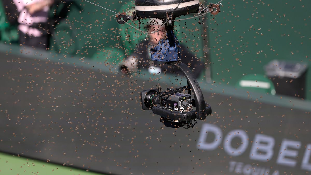 PAP/EPA / John G. Mabanglo / Na zdjęciu: pszczoły na korcie centralnym w Indian Wells