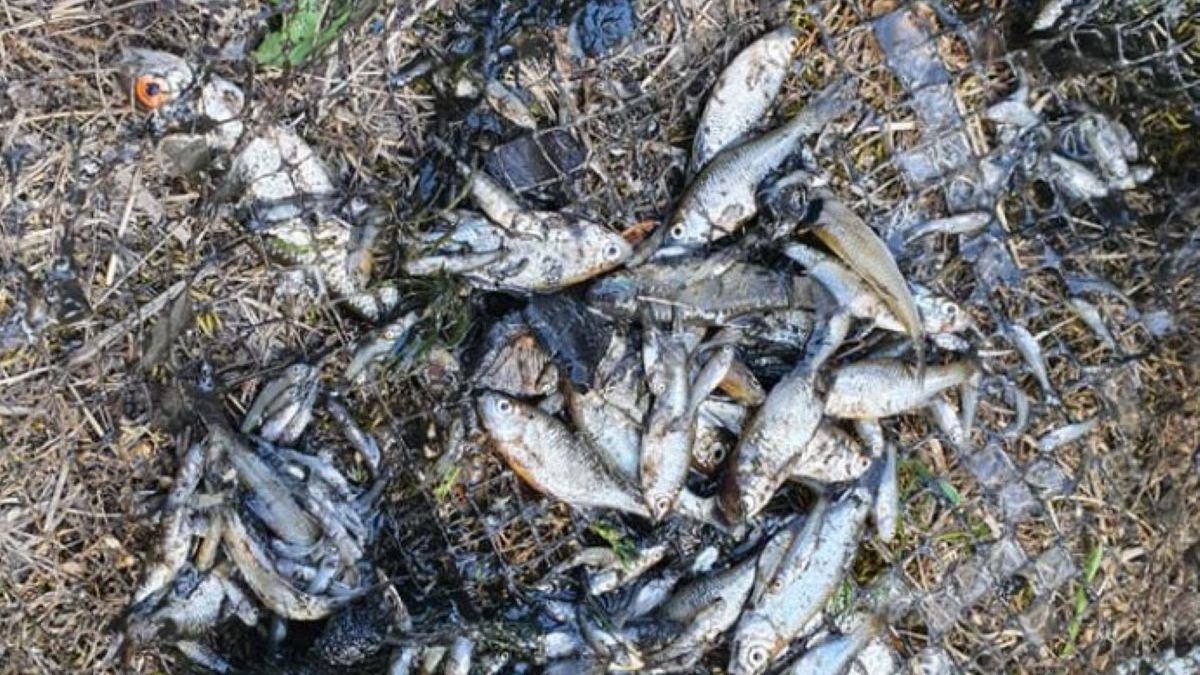 Tysiące ryb padły ofiarą gwałtownego spuszczenia wody z rzeki Głomi 