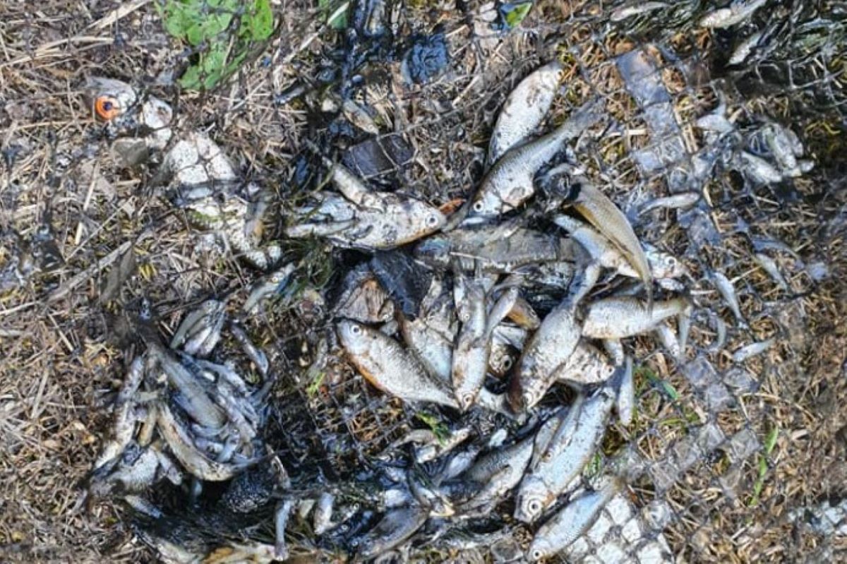 Tysiące martwych ryb w Wielkopolsce. "Skandal i granda!". Mówią o katastrofie