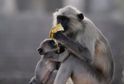 Koronawirus Indie. Małpy ukradły próbki krwi z laboratorium