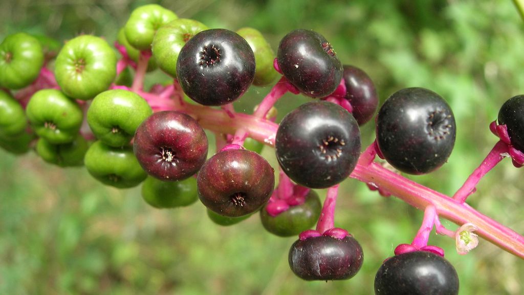 Pędy szkarłatki gotowane z dodatkiem soli, odsączone