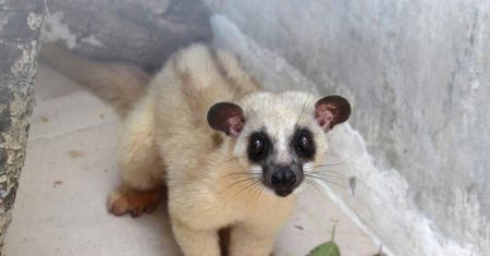 Wrocław. Niezwykłe narodziny w zoo. Ratują zagrożony gatunek