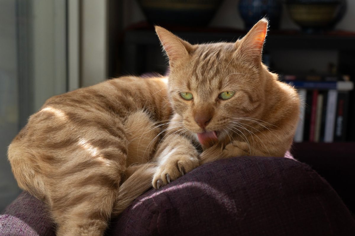 Was bedeutet ein eingezogener Schwanz bei einer Katze?