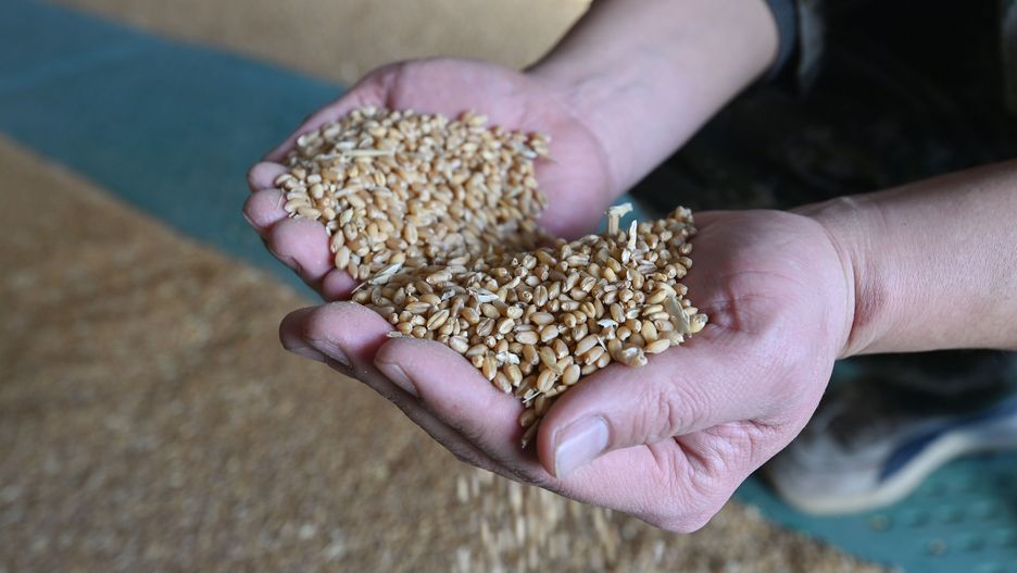 WEIFANG, CHINA - DECEMBER 12, 2022 - A staff member checks wheat at a granary of Qingzhou Grain Storage Co., LTD in East China's Shandong province, Dec. 12, 2022. Data released by the National Bureau of Statistics shows that the grain output increased in 2022. China's total grain output reached 1,373.1 billion metric tons, an increase of 7.4 billion metric tons, or 0.5 percent, over the previous year, keeping the grain output above 1.3 trillion metric tons for eight consecutive years. (Photo credit should read CFOTO/Future Publishing via Getty Images)