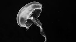 Osa morska (potwór morski) - jad, poparzenie