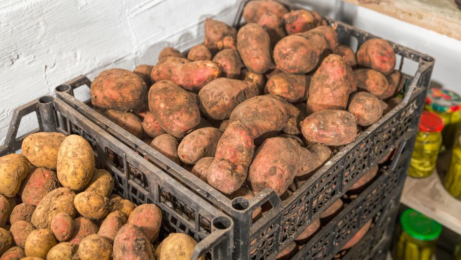 Przechowywanie ziemniaków 