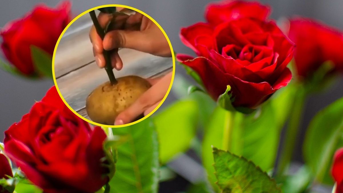 Prosty patent z ziemniakiem pozwoli wyczarować piękną różę