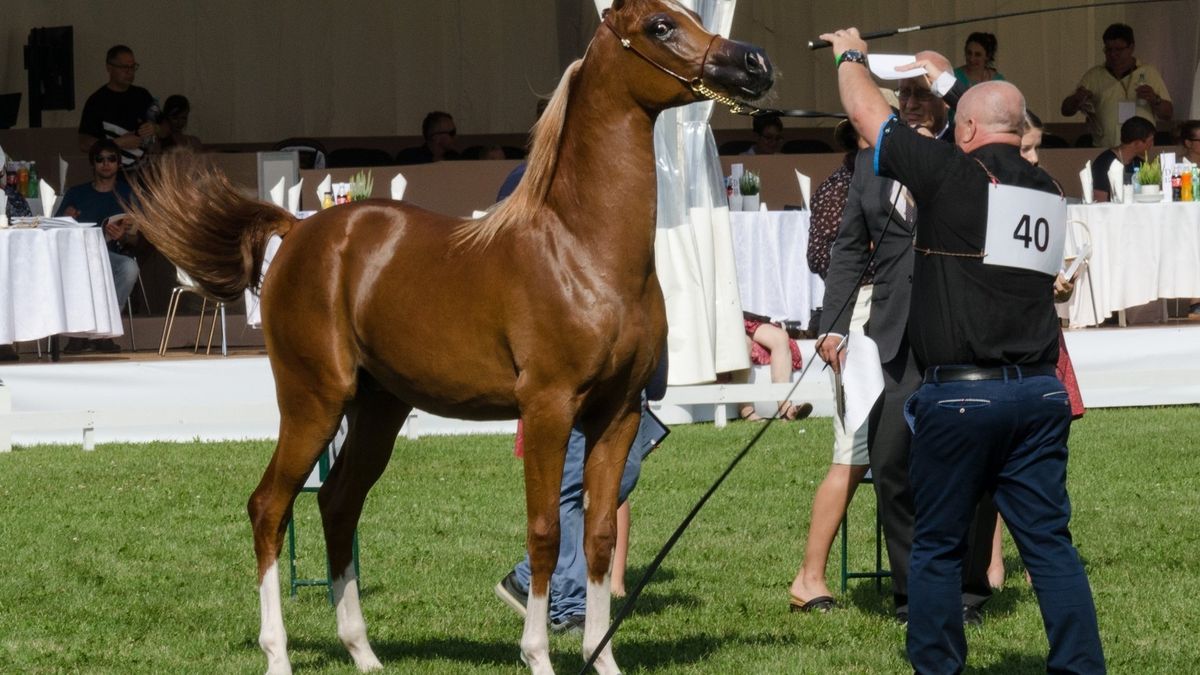 Tegoroczna aukcja Pride of Poland okazała się porażką. Sprzedano tylko sześć koni, a wyniki były najgorsze w tym stuleciu