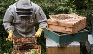 24 tys. ton miodu to za mało. Zbiory poniżej zapotrzebowania